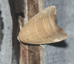 Bagisara rectifascia