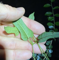 Parsonsia leichhardtii