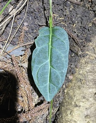 Parsonsia leichhardtii