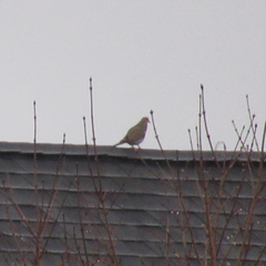 Zenaida macroura carolinensis