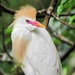 Cattle Egrets - Photo (c) Peter Vos, some rights reserved (CC BY-NC), uploaded by Peter Vos