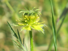 Nigella ciliaris