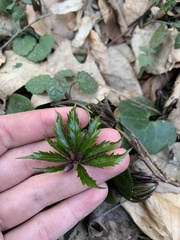 Cardamine glanduligera