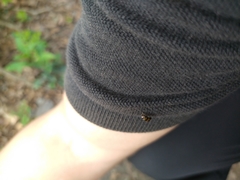 Physosmaragdina nigrifrons