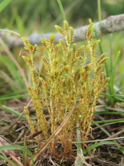 Selaginella aristata