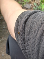 Physosmaragdina nigrifrons