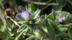 Echium parviflorum