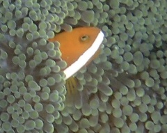 Amphiprion sandaracinos