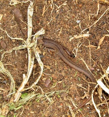 Panaspis wahlbergii