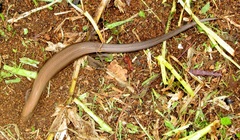 Panaspis wahlbergii