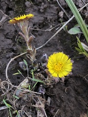 Tussilago farfara