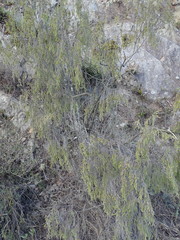 Passerina pendula