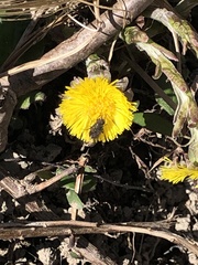 Tussilago farfara