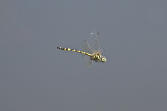 Hemicordulia intermedia