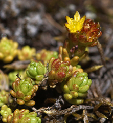 Sedum alpestre