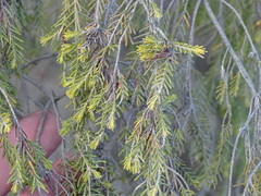 Passerina pendula