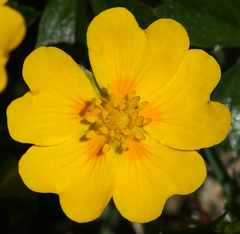 Potentilla aurea