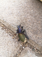 Carabus formosus