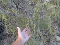 Passerina pendula