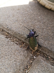 Carabus formosus