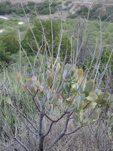 Image of Cotyledon velutina by (c) Shaun Swanepoel, some rights reserved (CC BY)