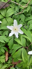 Anemonoides nemorosa