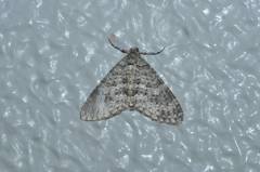 Trichopteryx grisearia