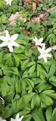 Anemonoides nemorosa
