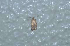 Acleris affinatana