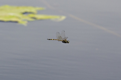 Hemicordulia intermedia