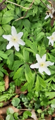 Anemonoides nemorosa