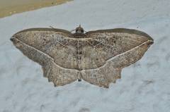 Rhynchobapta eburnivena