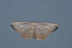 Plesiomorpha punctilinearia