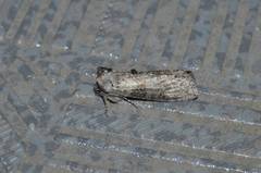 Neoploca arctipennis