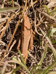 Eumigus