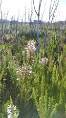 Erica perspicua perspicua