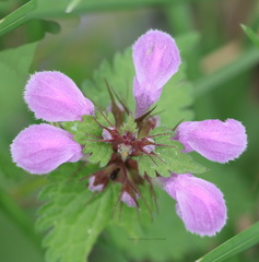 Lamium maculatum