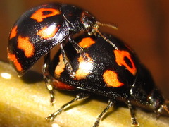 Paropsides soriculata