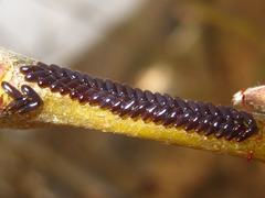 Paropsides soriculata