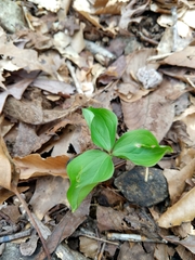 Trillium catesbaei
