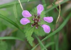 Lamium maculatum