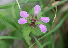 Lamium maculatum