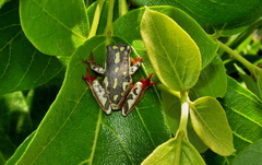 Hyperolius marmoratus marmoratus