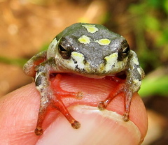 Hyperolius marmoratus marmoratus
