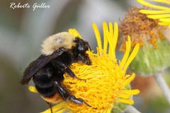 Bombus bellicosus