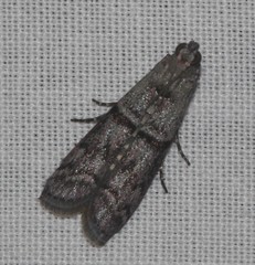 Cryptoblabes euraphella