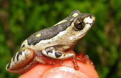 Hyperolius marmoratus marmoratus