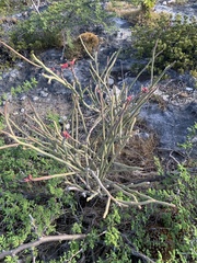 Euphorbia tithymaloides bahamensis