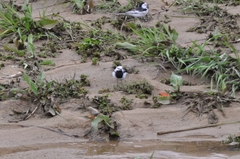 Motacilla alba lugens