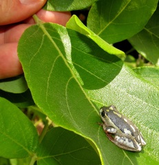 Hyperolius marmoratus marmoratus